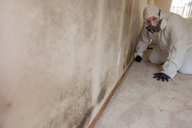 Best Commercial Mold Inspection  in Edmundson, MO